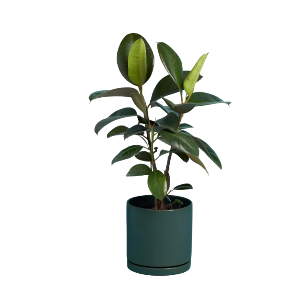 Plant & Teal Pot for You for
